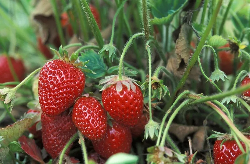 Must Have items for Health Conscious Families fresh fruit greenhouse