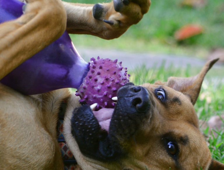 The Right Way To Play With a Dog