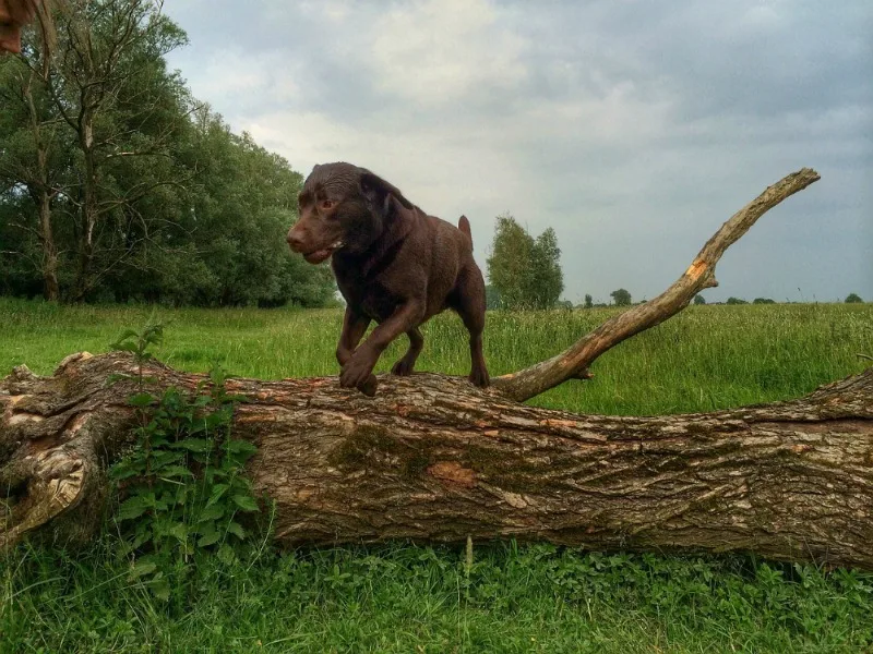 Right Way To Play With a Dog running around