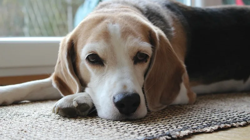 A beagle laying on the floor