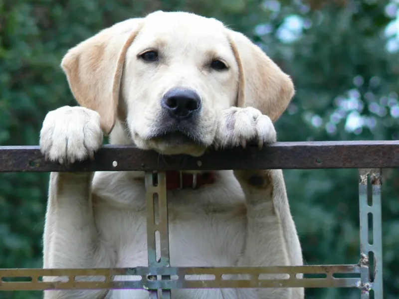 4 Family-Friendly Dog Breeds labs