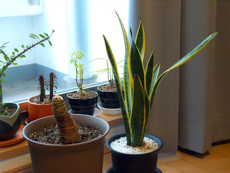 Cut Living Costs add plants