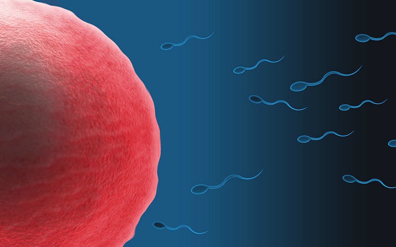 The Most Common Reasons Couples Struggle To Get Pregnant fertilized egg