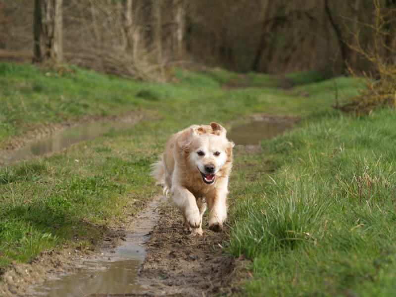 Keeping Your Home Safe for Your Pets