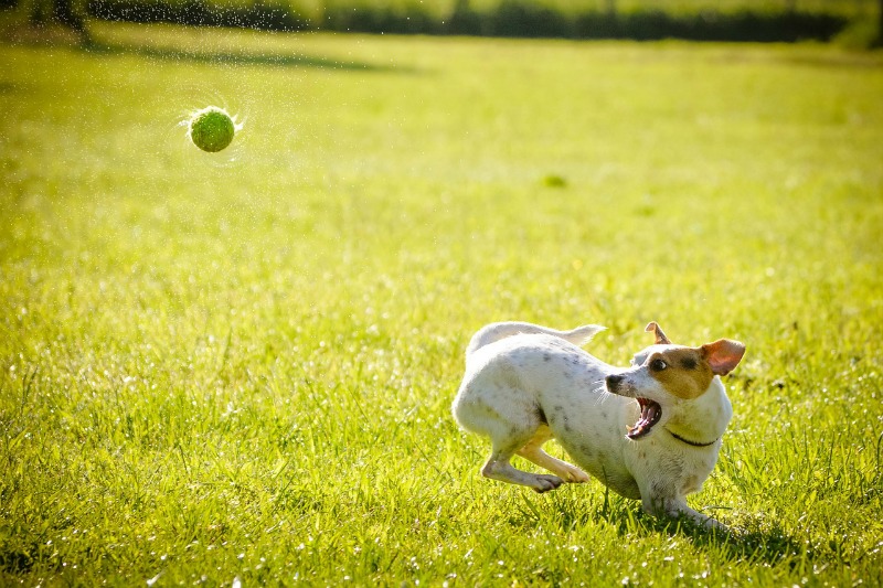 Should You Take Your Dog On Vacation With You playing with ball