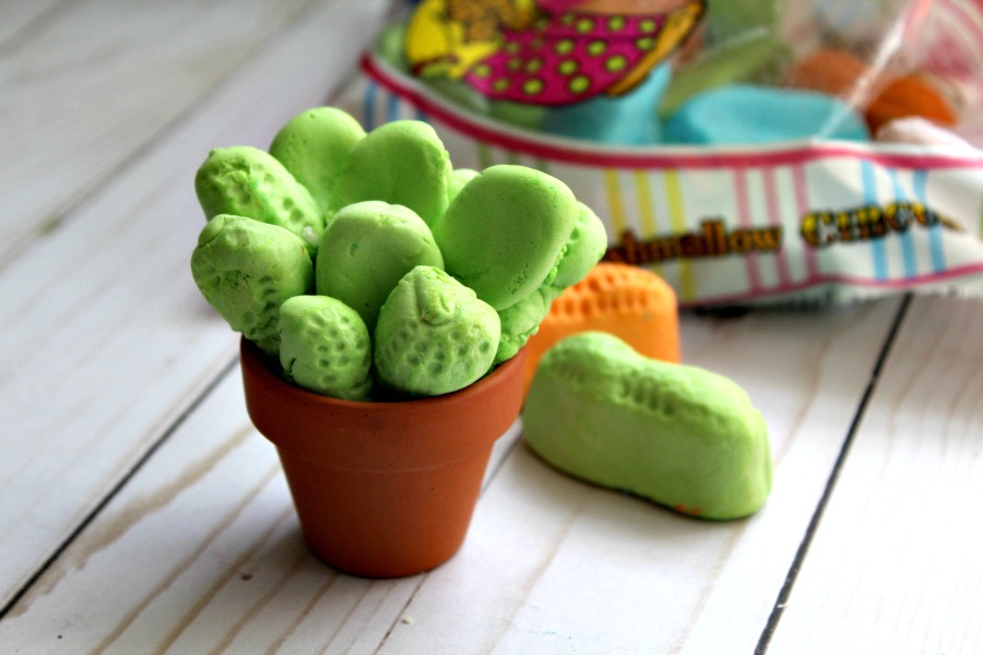 Edible Succulents arrange sliced Circus Peanuts in the flower pots