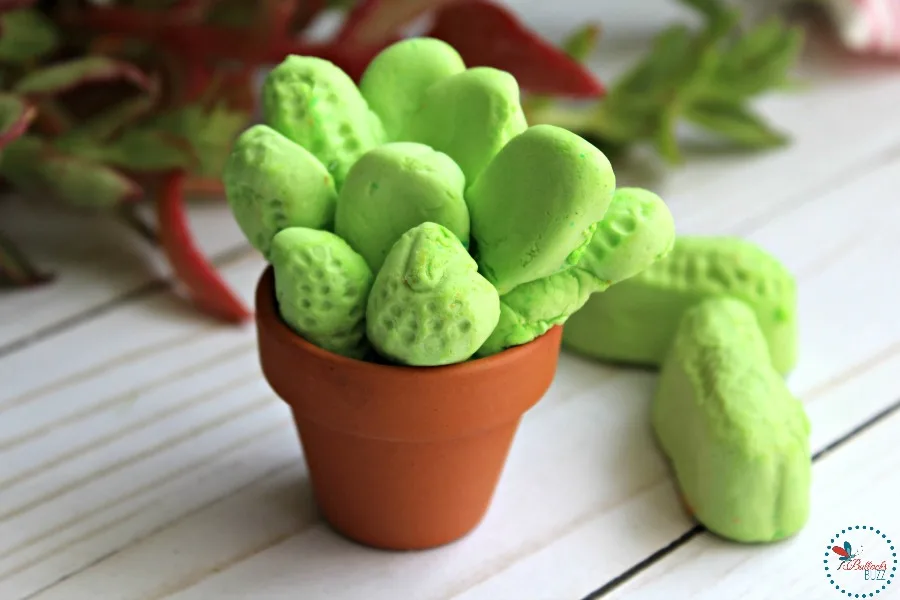 Adorable Edible Succulents