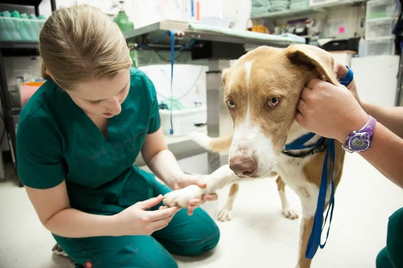 part of dog care is regular vet visits