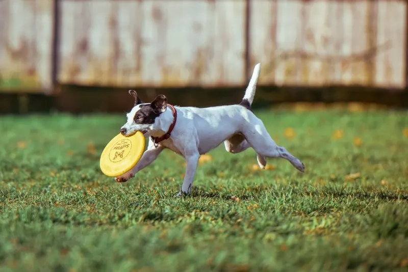 dog care requires lots of play and exercise time