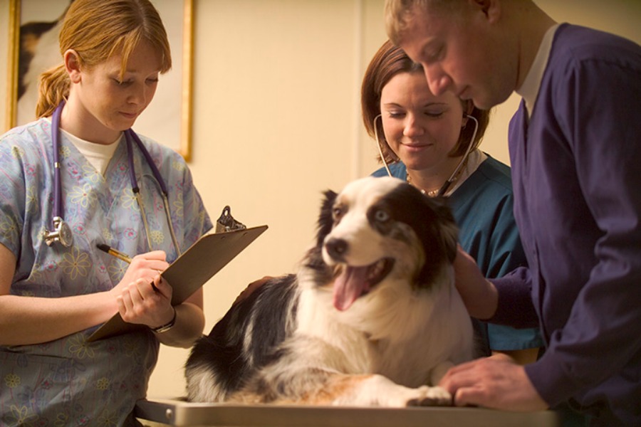 dog care dog at vet