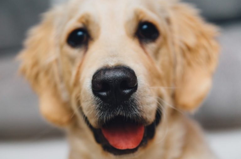 Dog Care 101: Are You Doing Enough For Your Furry Friend?