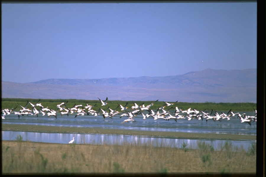 Birding at Willard Bay State Park in Box Elder County