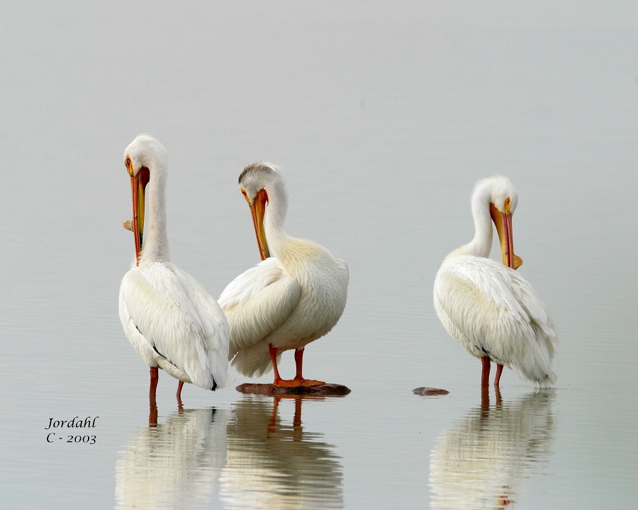 Bear River Migratory Wilflife Refuge birds in Box Elder County