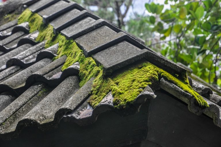 Simple Tips for Removing Roof Moss Safely and Permanently