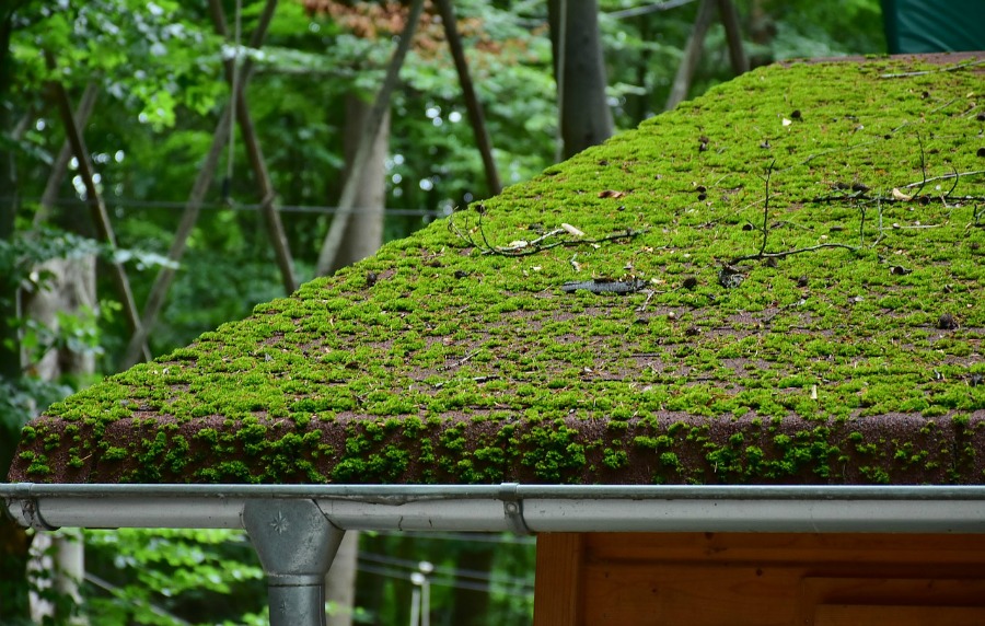 how to remove roof moss without causing damage