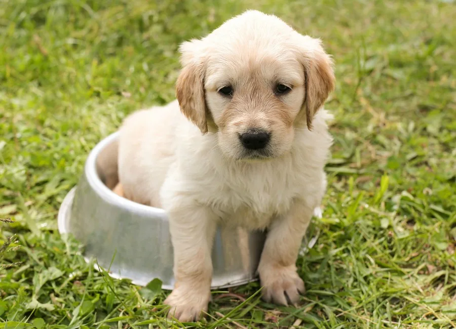 Choosing the Right Puppy for Apartment Living what to consider