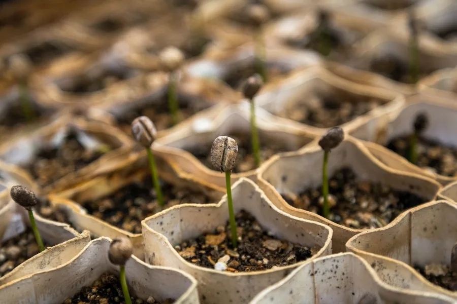 Starting seedlings when Planting Vegetable Seeds