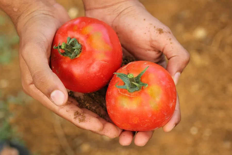 Planting Vegetable Seeds grown tomatoes