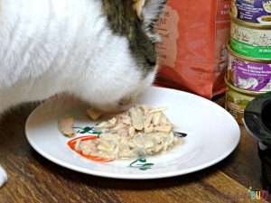 DIY Cat Food Plate - Serve Up Your Feline's Favorite Foods