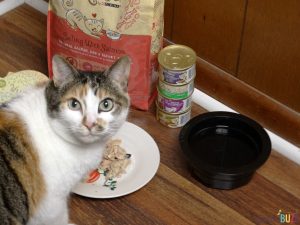 DIY Cat Food Plate - Serve Up Your Feline's Favorite Foods