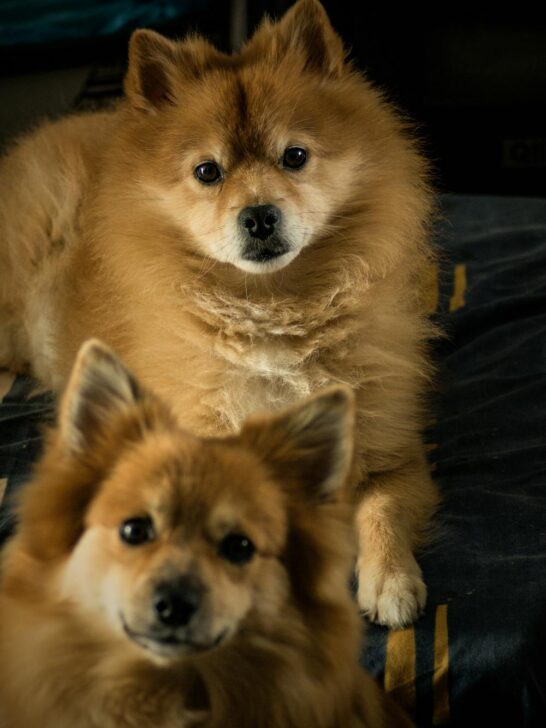 two tan pomeskies illustrated one of mny breeds of dog the might be the best dog breed for you
