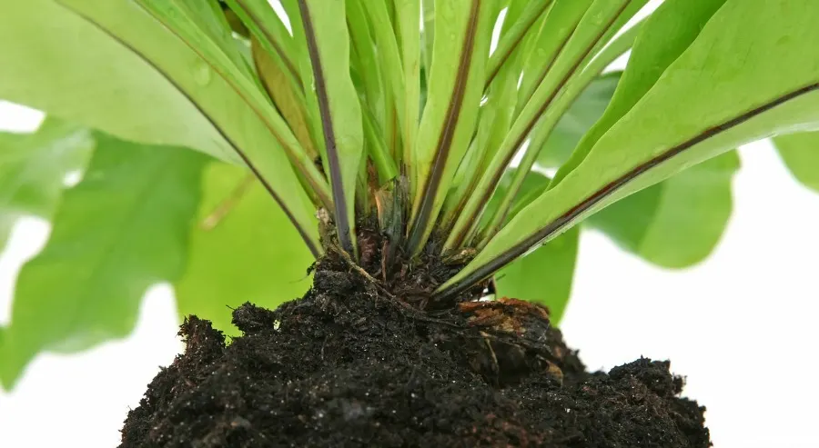 simple gardening tips inspect roots before buying plant