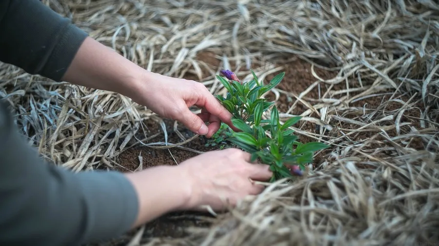 planting to prepare your home for spring 