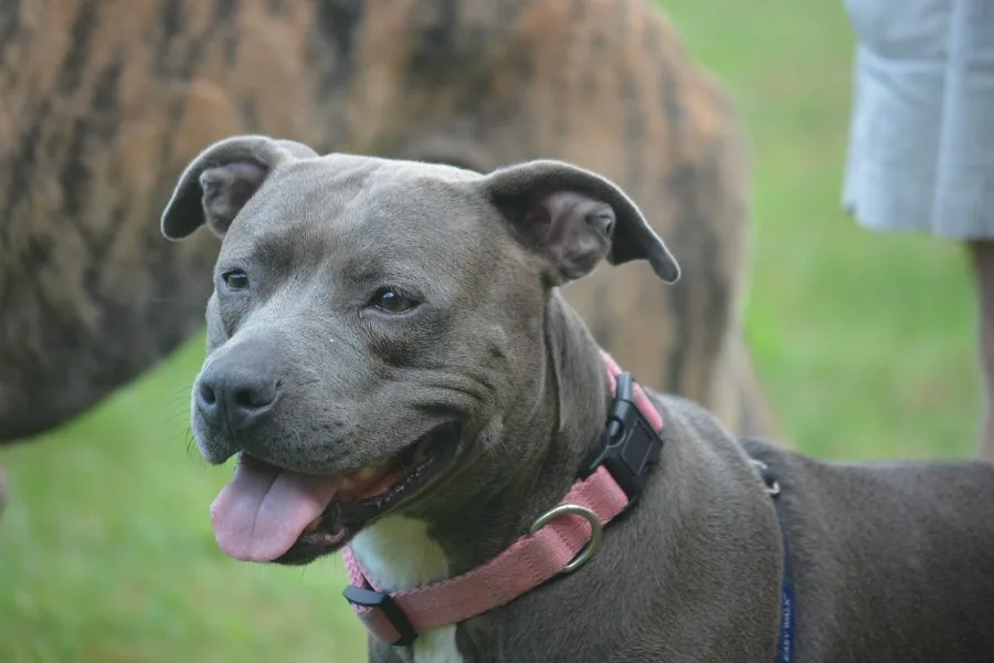 homeowners insurance and pets example pit bulls