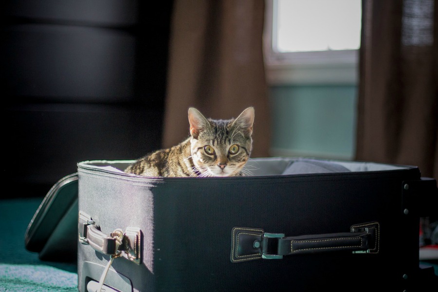 cat in carrier getting ready for a trip to a Pet-friendly destinations 
