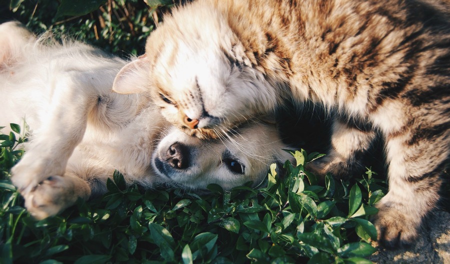 Five Benefits of CBD Oil for Pets