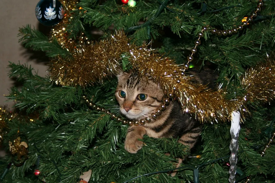 picking the perfect Christmas tree keep pets away