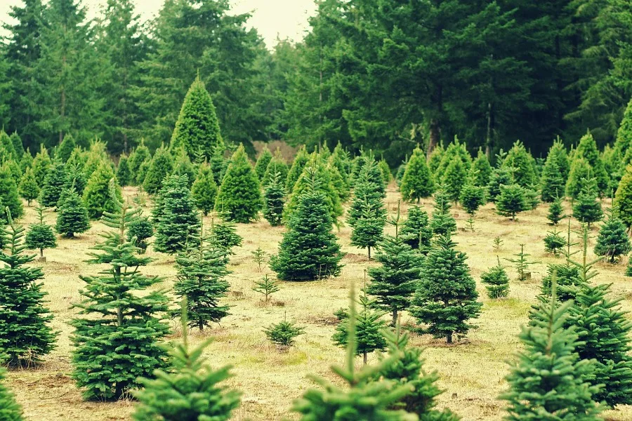 picking the perfect Christmas tree