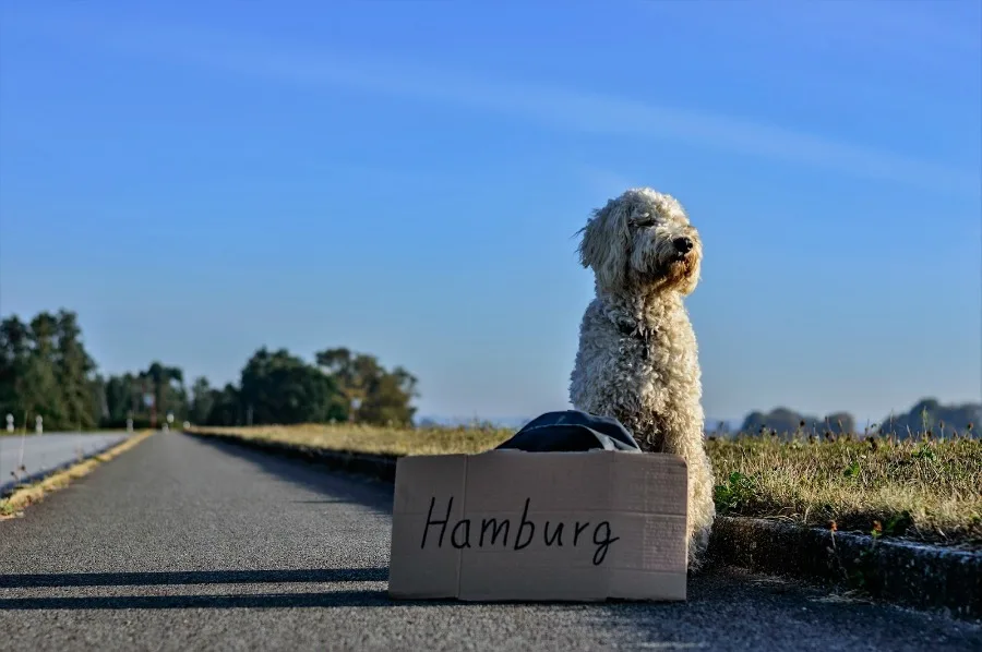 dog hitching a ride to travel