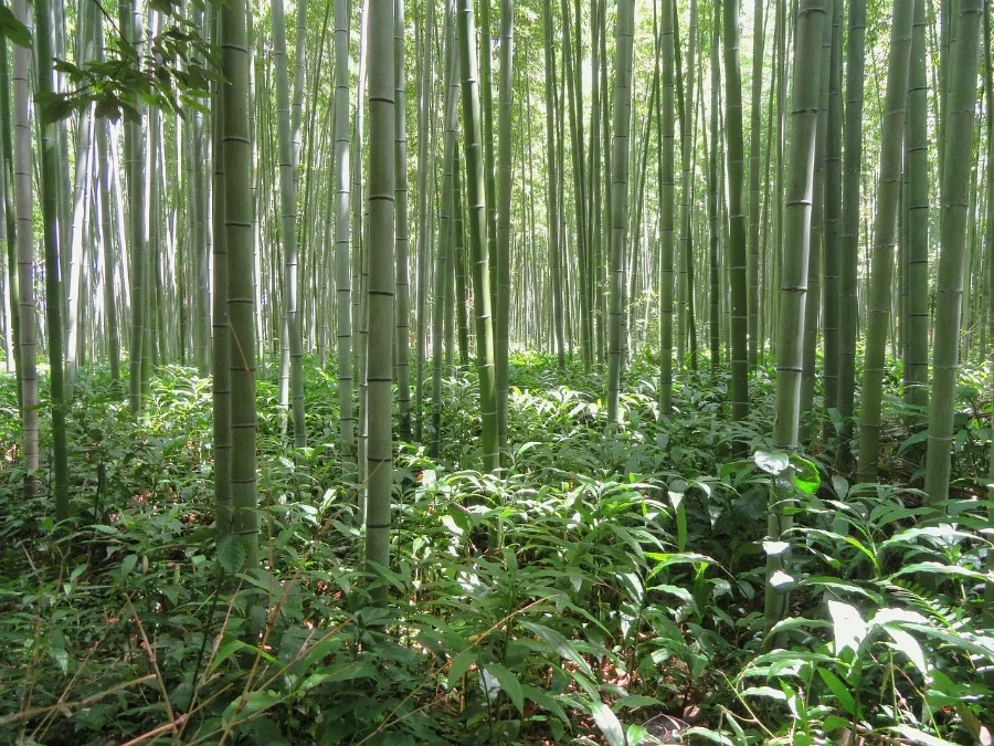 bamboo that can be used to make bamboo clothing