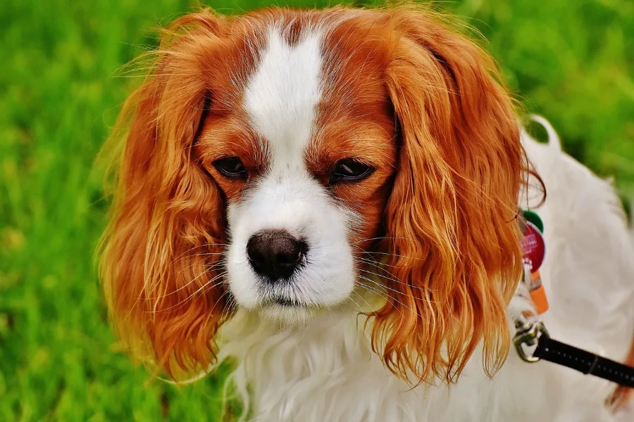 the FURminator de-shedding tools works well on dogs like thisCavalier King Charles Spaniel