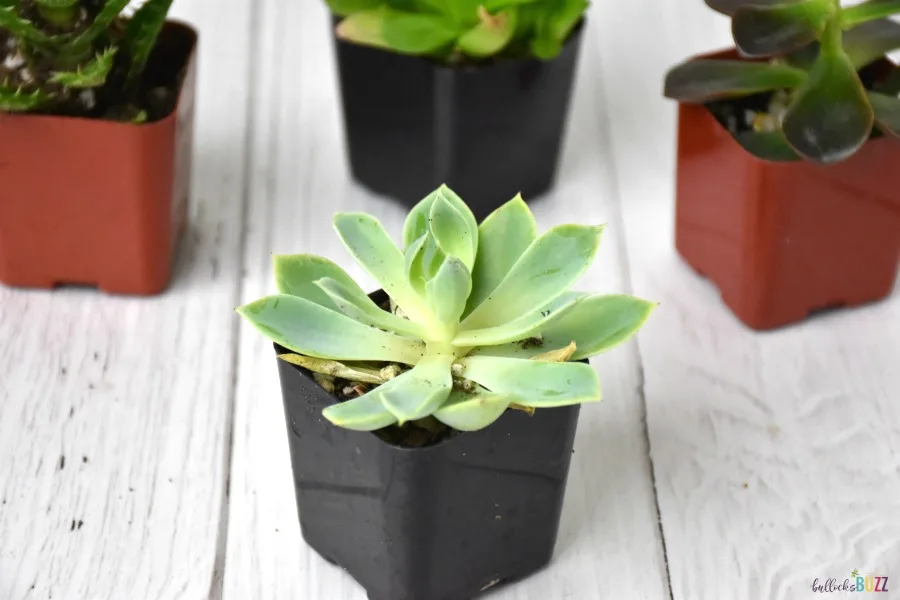 blue atoll echeveria in pot