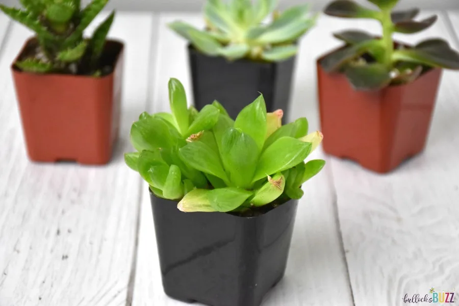 haworthia cymbiformis in pot