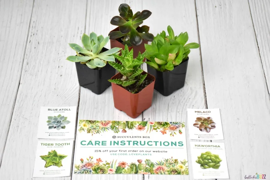 succulents from subscriptionb box with id and care card