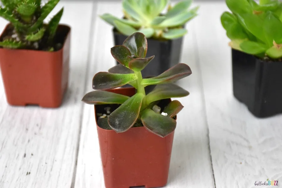 melaco echeveria in pot