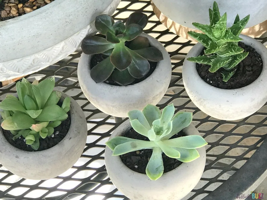 succulents in new pots two weeks later