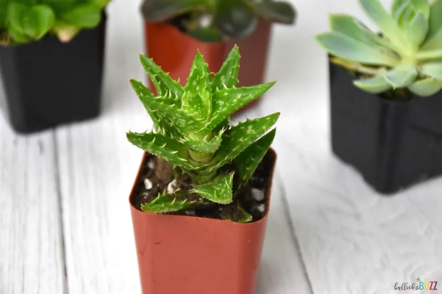 tiger tooth aloe juvenna in pot