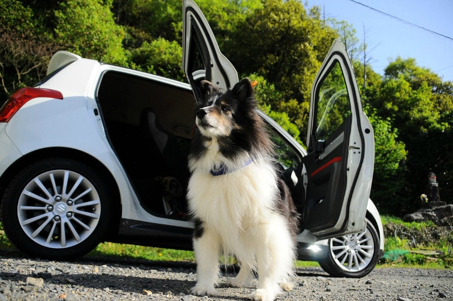 dog sitting by car