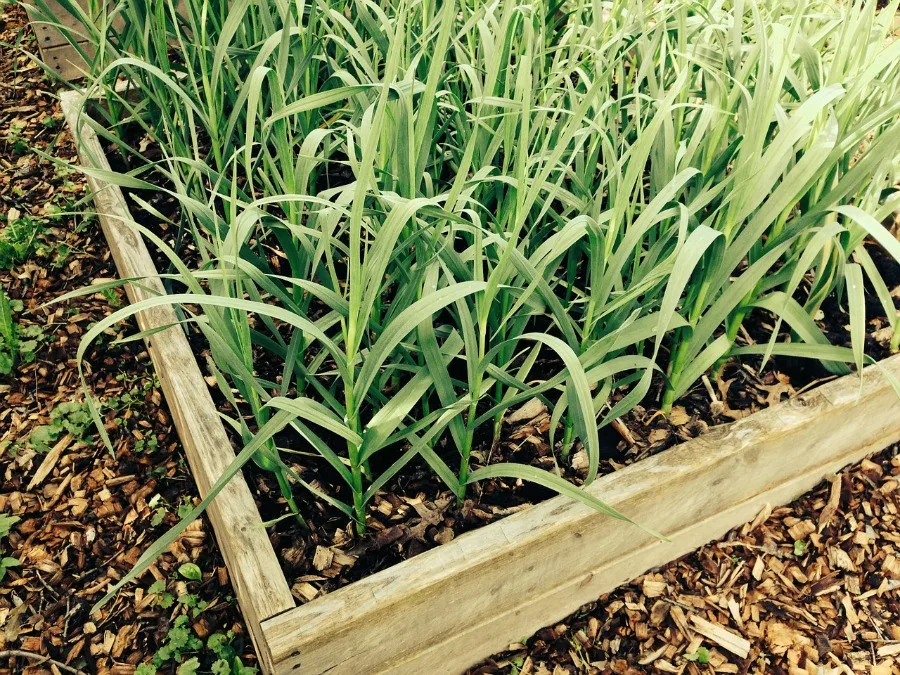 raised garden beds wth garlic