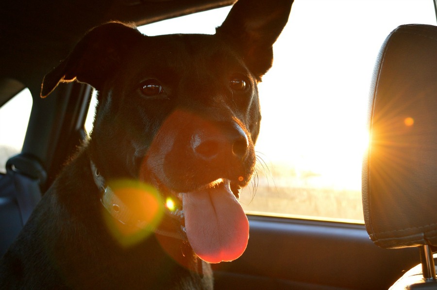 dog sitting in back seat of car