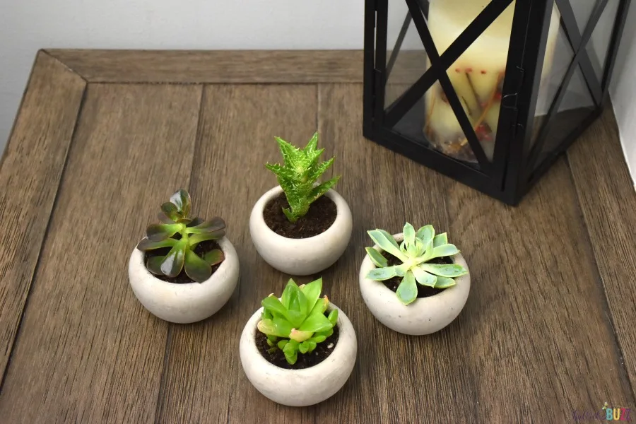 succulents repotted in concrete planters