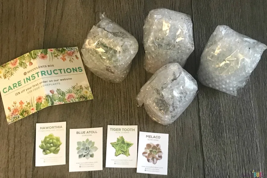 succulent subscription box plants wrapped 