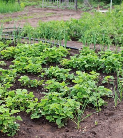 growing garden treated for Destructive Garden Insects