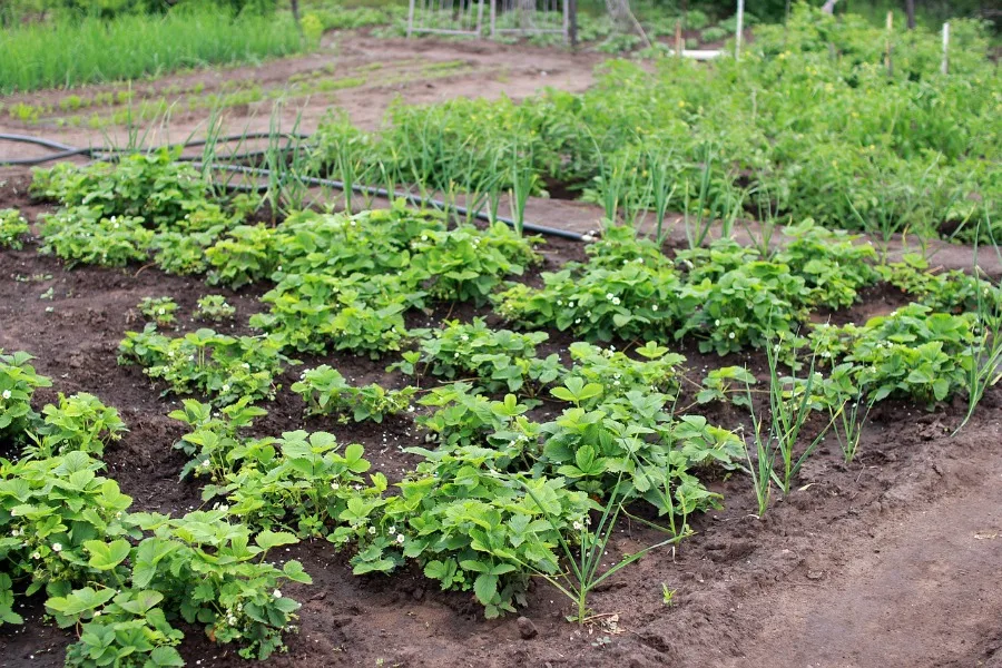 growing garden treated for Destructive Garden Insects