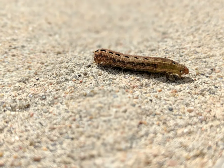 cutworm destructive garden insect