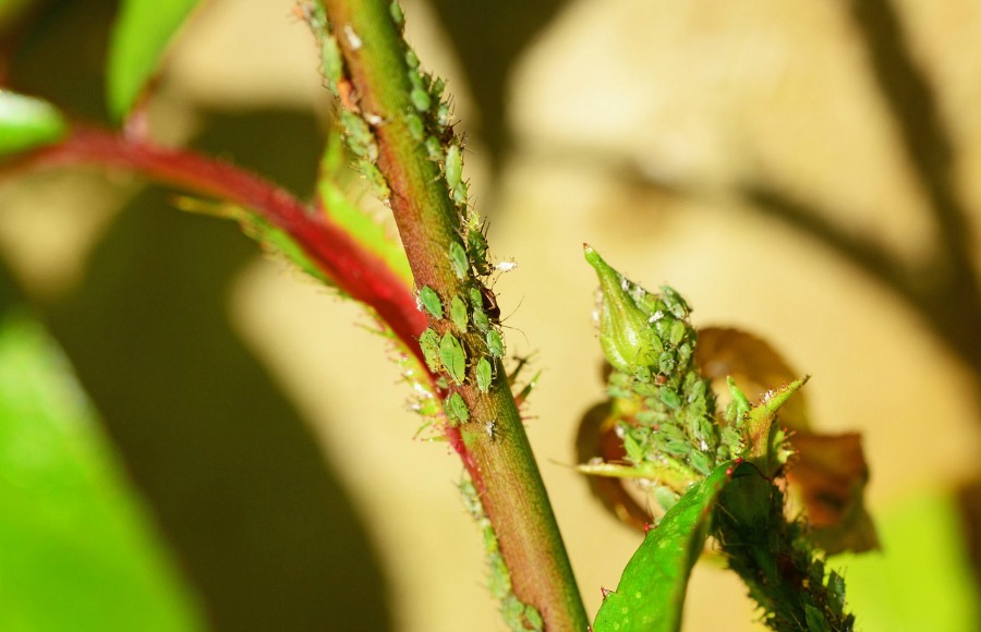 Destructive Garden Insects aphids